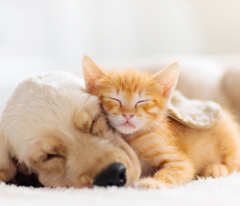 犬と猫の写真01