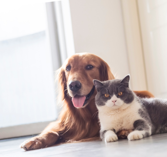 犬と猫の写真02